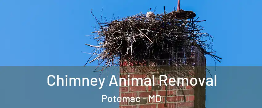 Chimney Animal Removal Potomac - MD
