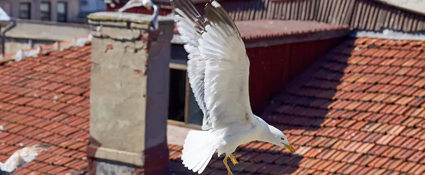 Residential Chimney Animal Removal Solution in Potomac, MD
