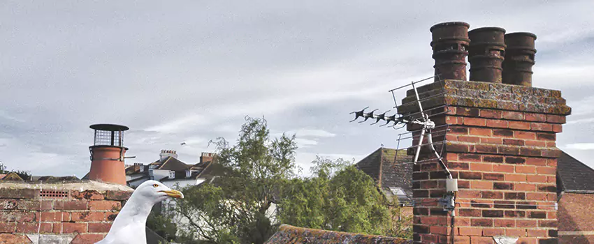 Chimney Cleaning And Restoration in Potomac, Maryland